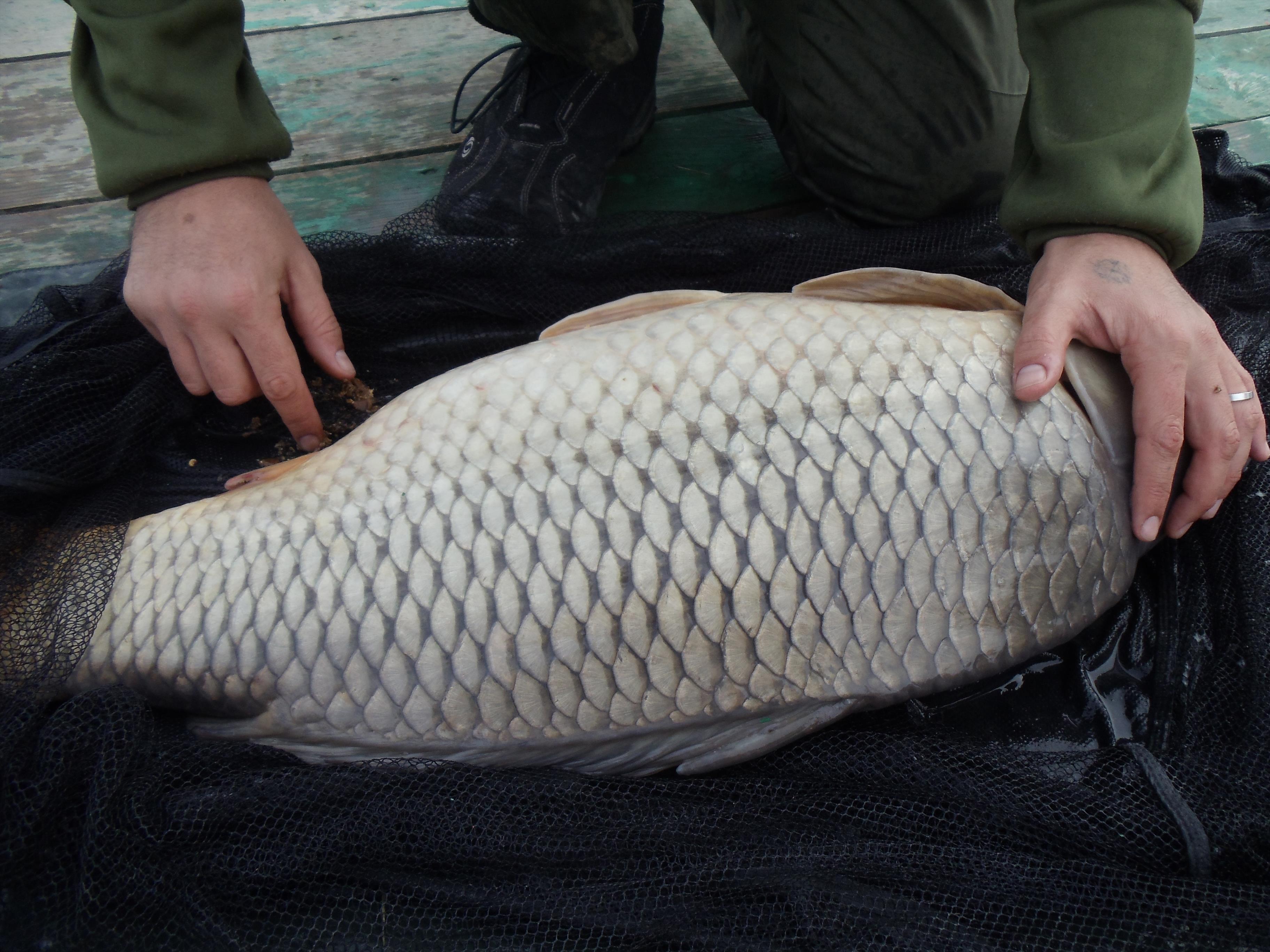 Moara Vlasiei 2012 - MV32.jpg